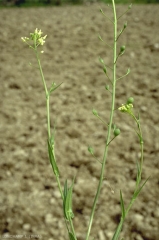 Camelina-microcarpa7