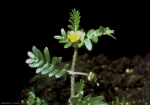 Tribulus-terrestris2