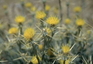 Centaurea-solstitialis3