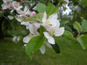 malus_pumila2