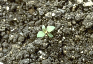 chenopodium_polyspermum4