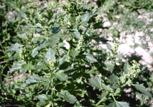 Chenopodium-murale3