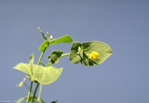 Coronilla-scorpioides3