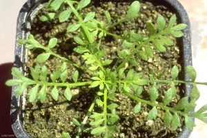 Lepidium-didymum2