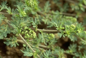 Lepidium-didymum5