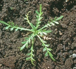 Lepidium-coronopus2