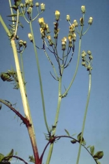 Crepis-vesicaria3