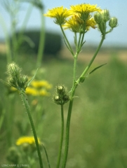 Crepis-vesicaria6