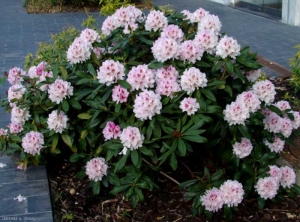 rhododendron-grandiflora2