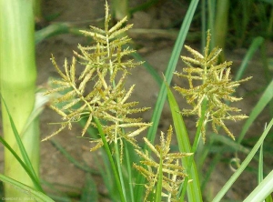 cyperus-esculentus2