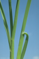 dactylis_glomerata2