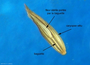 baguette_graminees