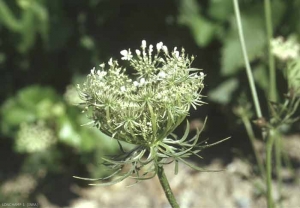 daucus-carota6