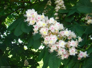 aesculus-hyppocastanum