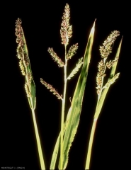 Echinochloa-colona2