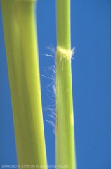 Echinochloa-oryzoides4