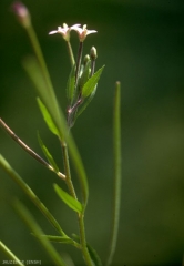 Epilobium-ciliatum3