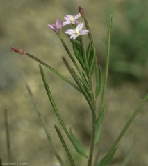 Epilobium-tetragonum3