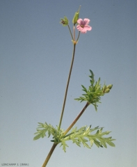 erodium-botrys3