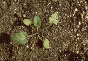 Erodium-ciconium2