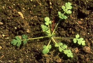 erodium-cicutarium2