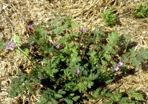 erodium-cicutarium5