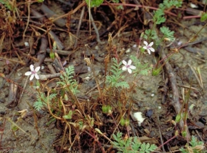 erodium-cicutarium6