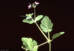 Erodium-malacoides3