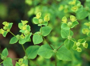 Euphorbia-platyphyllos4