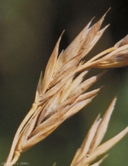 Festuca-arundinacea2