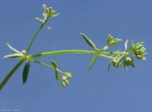 Galium-parisiense2