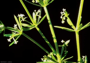 Galium-tricornutum3