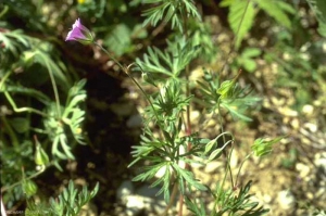 Geranium-colombinum3