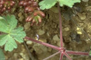 Geranium-rotundifolium3