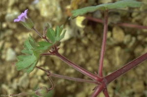 Geranium-rotundifolium4