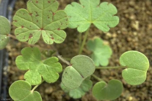 Geranium-rotundifolium7