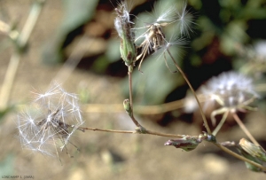 Lactuca-perennis2