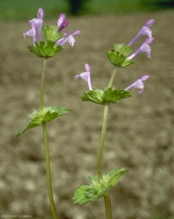 Lamium-amplexicaule5