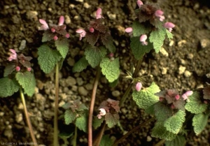 Lamium-purpureum5