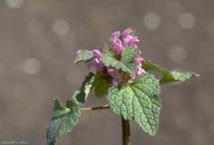 Lamium-purpureum6