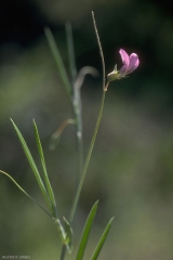 Lathyrus-angulatus2