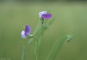 Lathyrus-hirsutus3