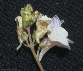 Linaria-repens2