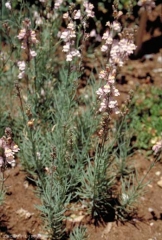 Linaria-repens4