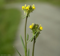 Linaria-simplex3