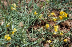 Linaria-supina2