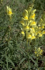 Linaria-vulgaris2