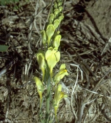 Linaria-vulgaris5