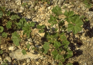 malva-sylvestris2