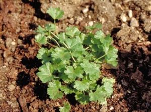 malva-sylvestris3